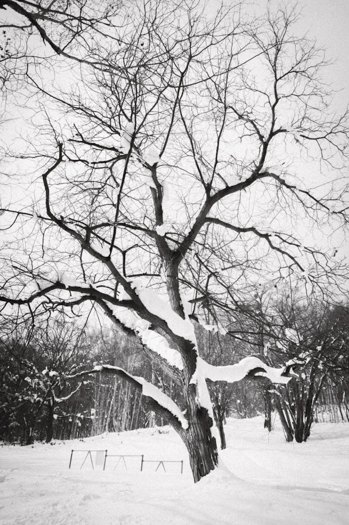 A bare tree covered in snow at Hokkaido park, Japan, showcases winter's serene beauty.